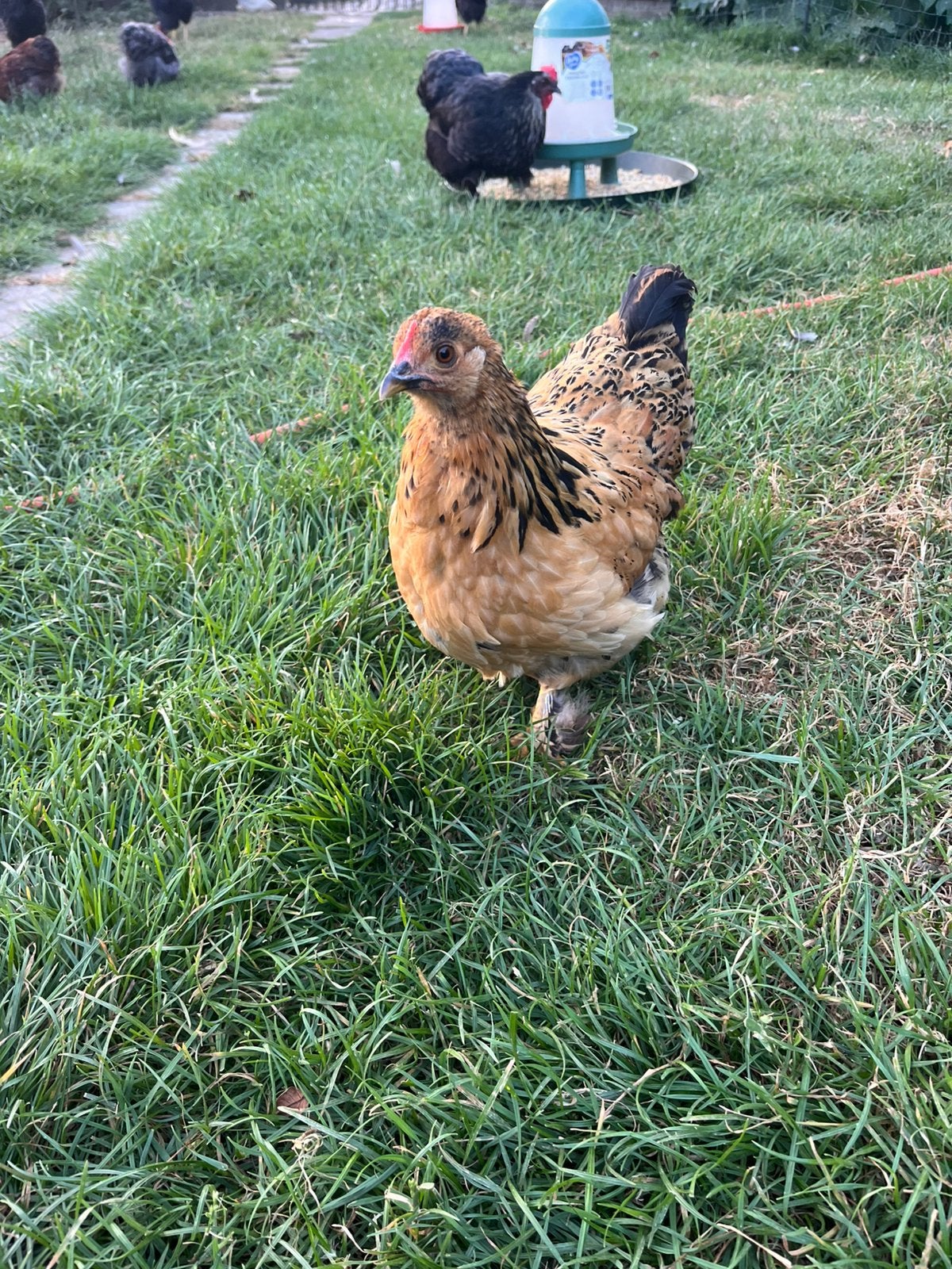 Jonge hennetjes, Dieren en Toebehoren, Pluimvee, Vrouwelijk, Kip