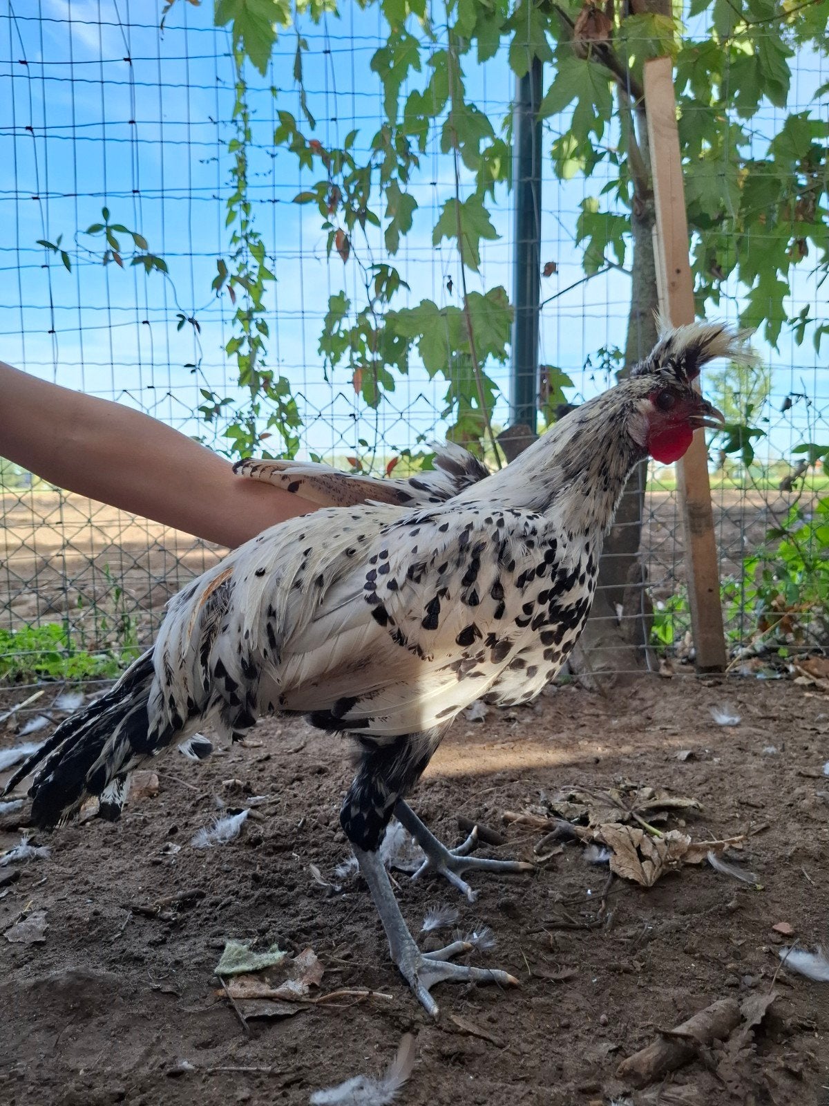 appenzeller haan, Dieren en Toebehoren