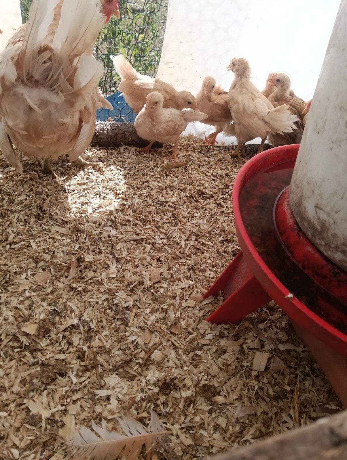 kuikens Amerikaanse Leghorn kriel, Dieren en Toebehoren, Pluimvee, Meerdere dieren, Kip
