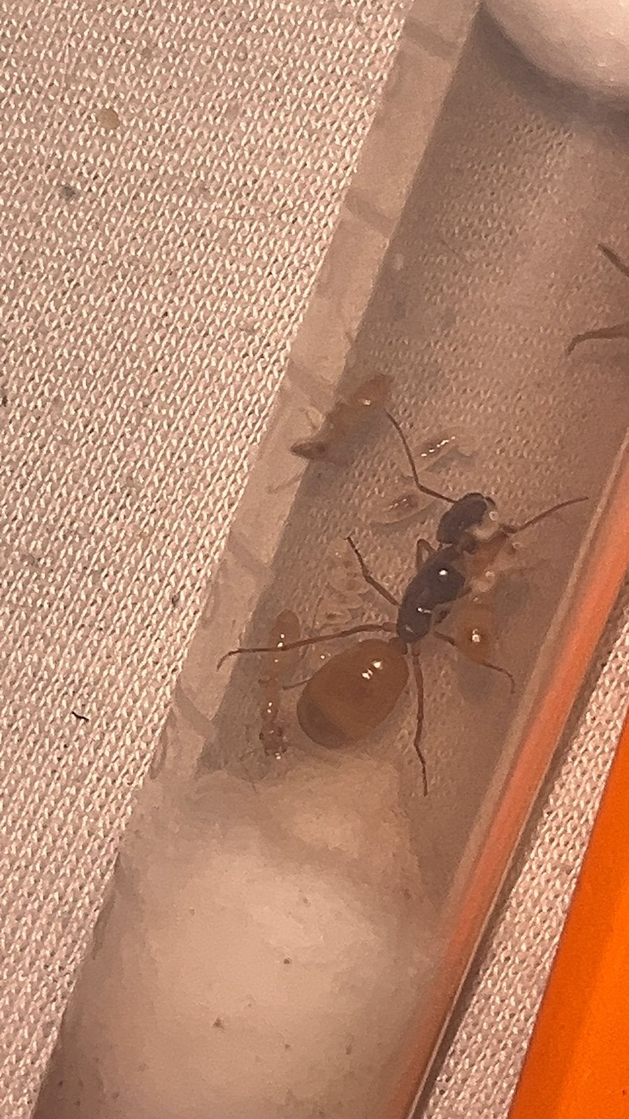 Mieren, Camponotus Pseudolendus, fedschenkoi en denticulata, Dieren en Toebehoren, Mieren