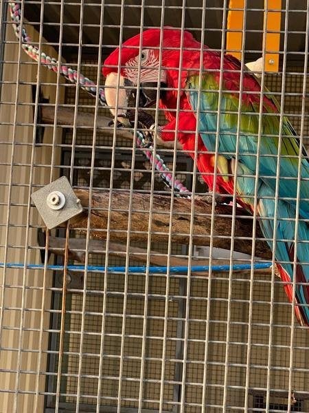 Couple reproducteur confirmé d'Aras chloroptères, Dieren en Toebehoren, Meerdere dieren, Dwergpapegaai of Agapornis, Pratend