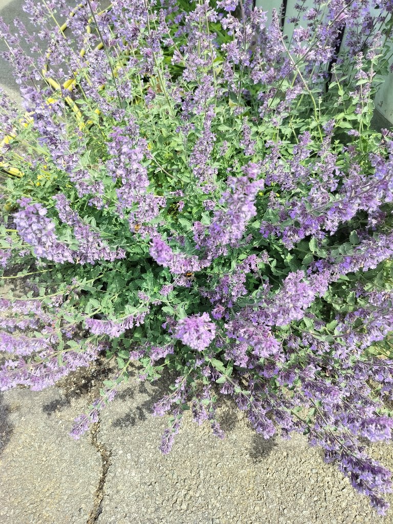 Nepeta Walker Low, Jardin & Terrasse, Plantes | Jardin, Plein soleil, Enlèvement, Plante fixe, Été