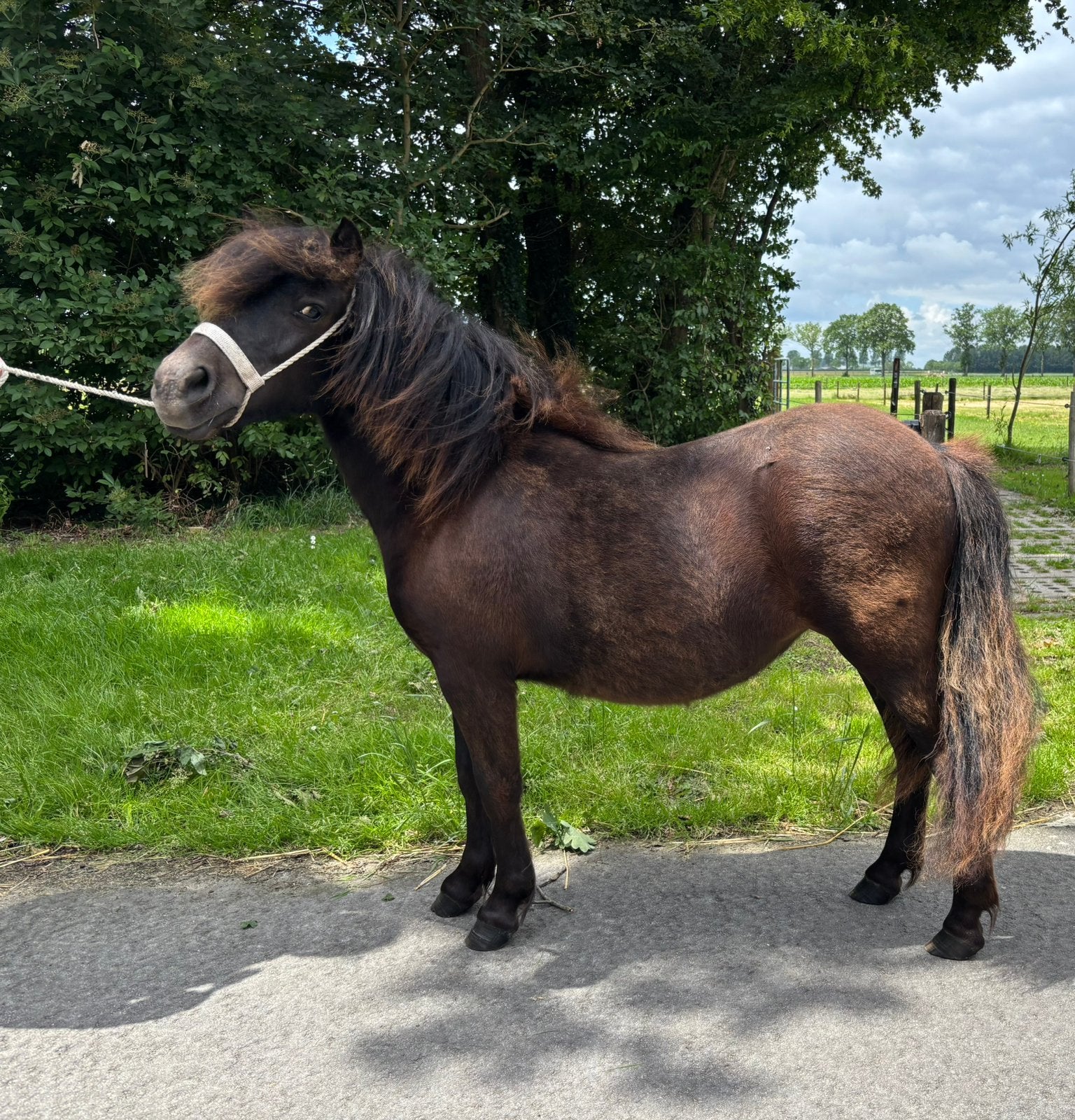 Leuke jaarling merrie, Animaux & Accessoires, Poneys, Jument, Poney A (jusqu'à 1.17 m), 0 à 2 ans, Avec pedigree, Avec puce électronique