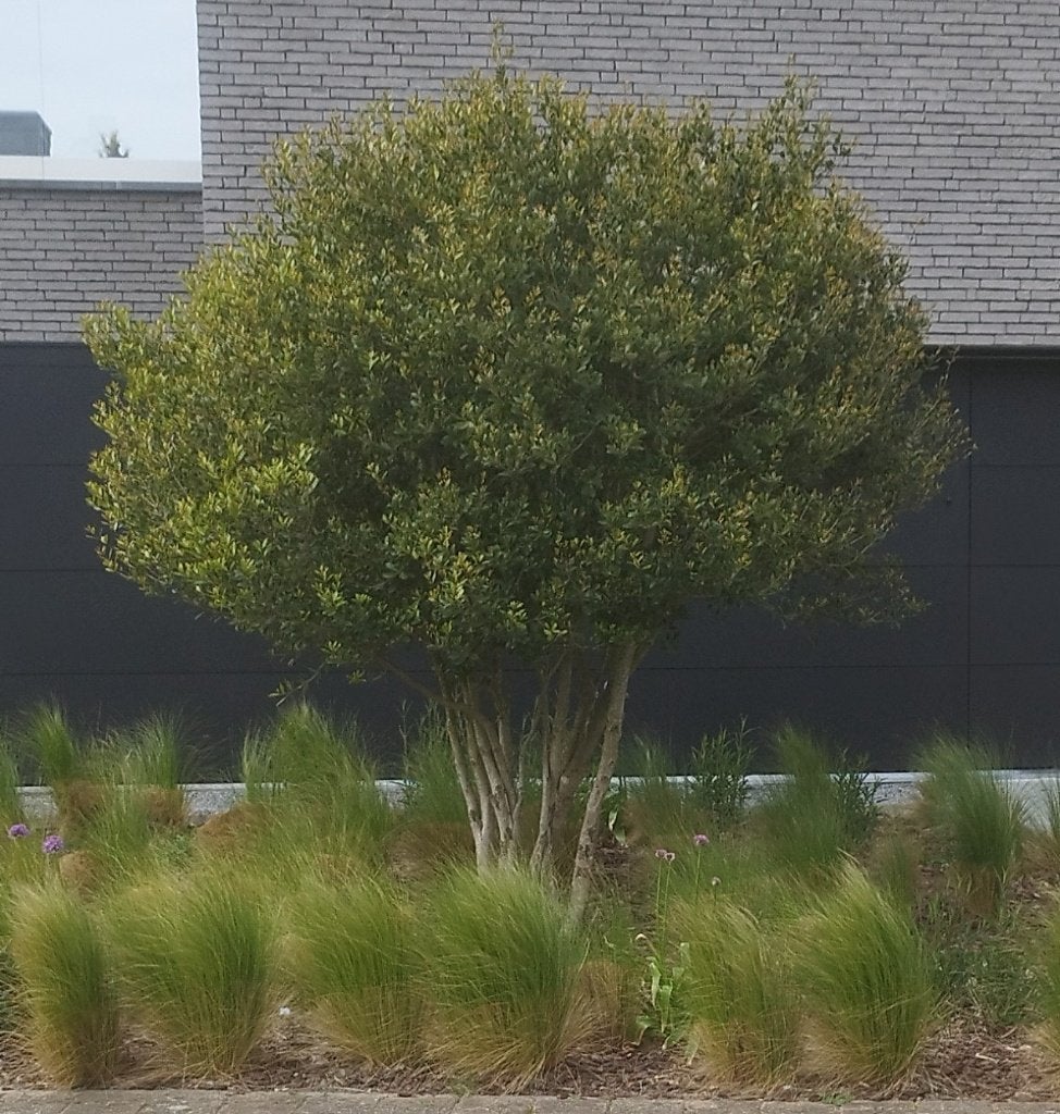 Osmanthus meerstammige karakter boom, Volle zon, Vaste plant, Zomer, Ophalen