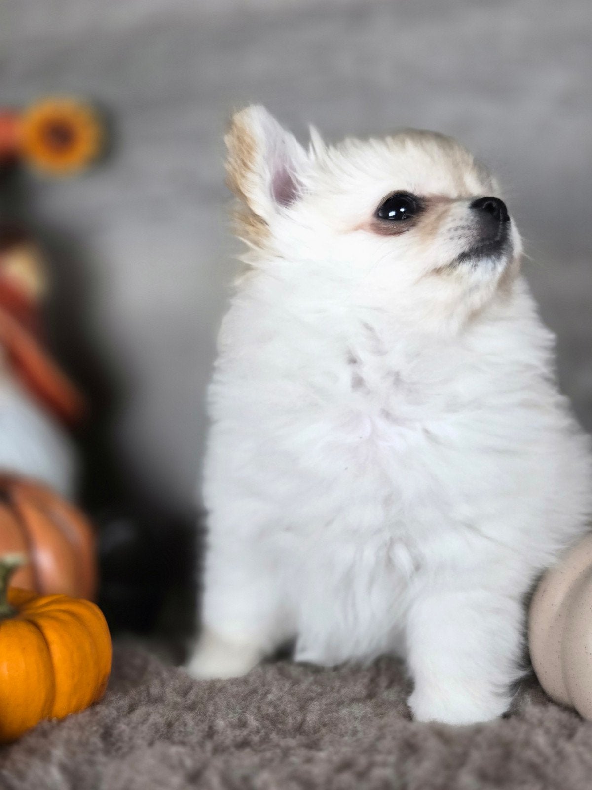 Pomchi pup kleinblijvend ( Pomeriaan x Chihuahua ), België, Fokker | Hobbymatig, Overige rassen, CDV (hondenziekte)