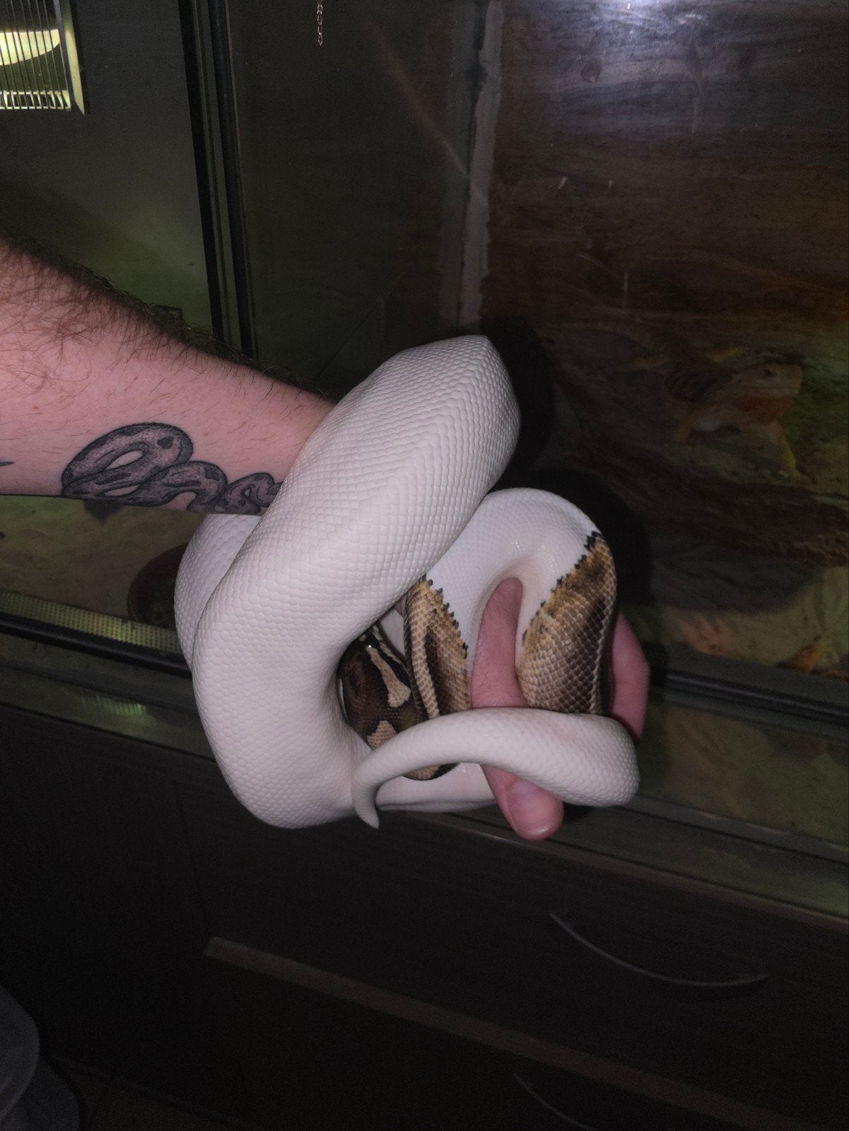 verschillende prachtige koningspythons! Ball Python photo 10