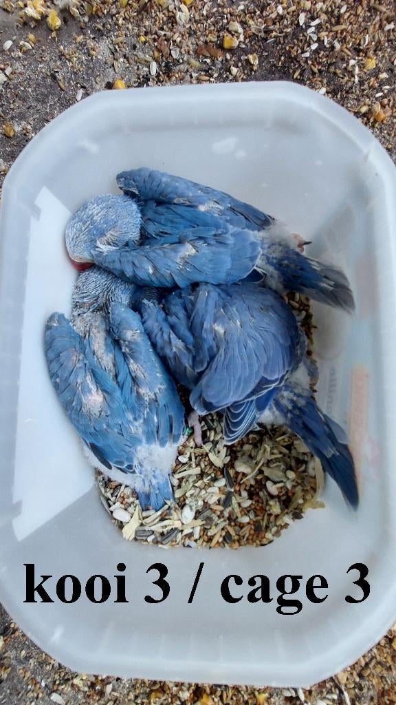 Perruches à collier, Plusieurs animaux, Perruche, Bagué