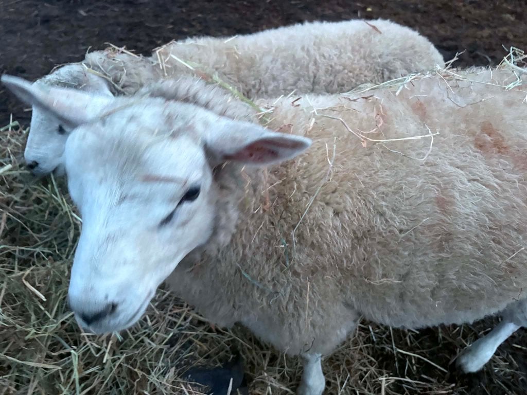1 ram geboren eind februari 2026 kom uit een 3 ling, Dieren en Toebehoren, Mannelijk, Schaap, 0 tot 2 jaar