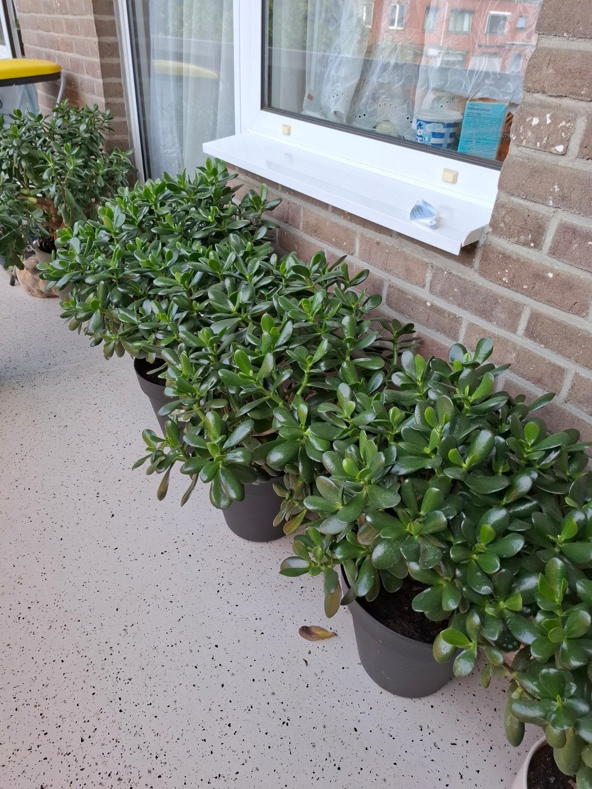 Gezonde vetplanten te koop, Ophalen, Halfschaduw, Minder dan 100 cm