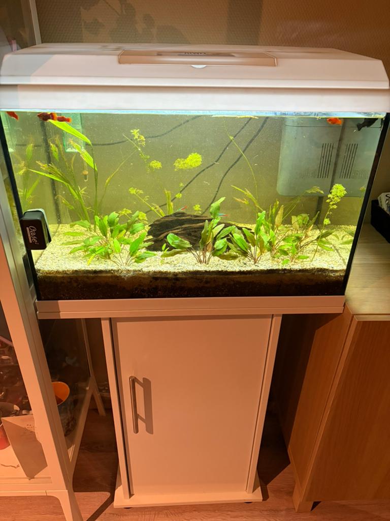 Aquarium + alles dat erbij hoort + vissen, Dieren en Toebehoren, Ophalen, Aquariummeubel, Zo goed als nieuw, Verwarming
