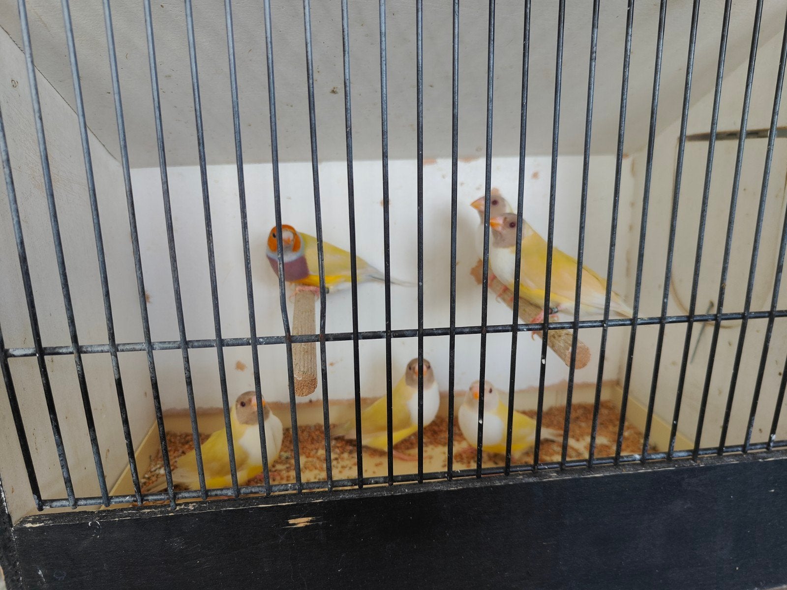 satinet gouldamadines