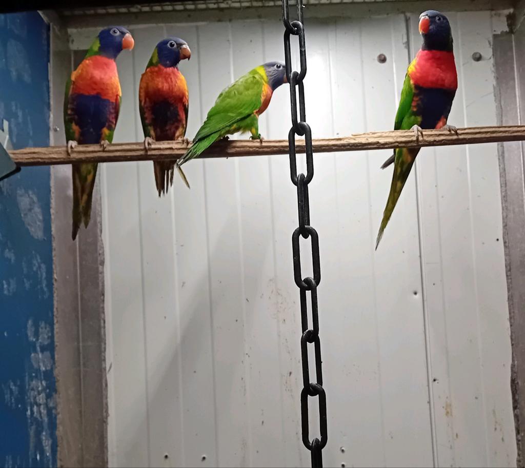 Verschillende lories, Dieren en Toebehoren