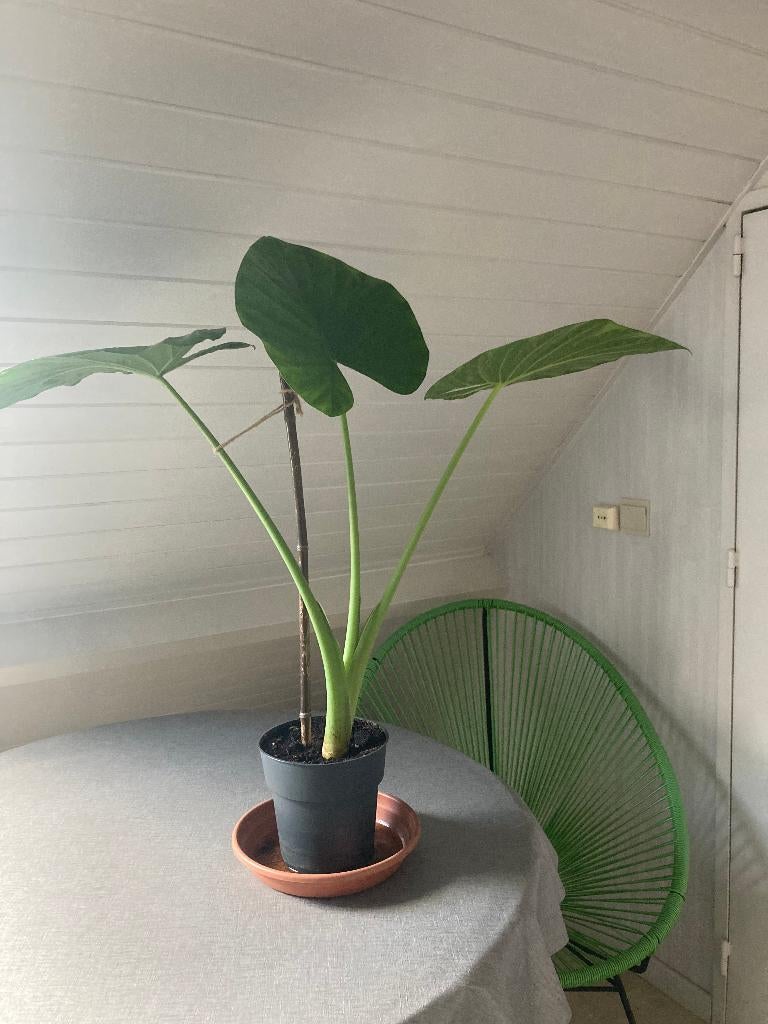 KAMERPLANT OLIFANTSOOR, Maison & Meubles, Plantes d'intérieur, Autres espèces, Moins de 100 cm, Plante verte, Ombre partielle