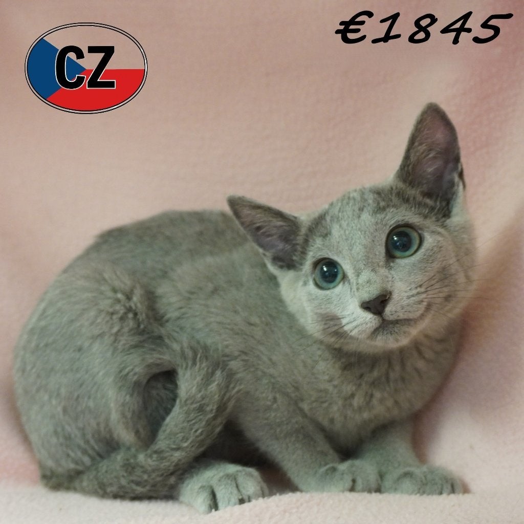 Chatons Bleu Russe - femelles à vendre, Chatte ou Chat, Vermifugé, 0 à 2 ans