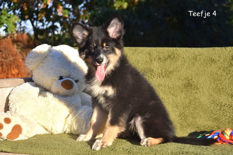 Prachtige kruising Herder pups, Maladie de Carré (chiens), Belgique, Plusieurs, 8 à 15 semaines