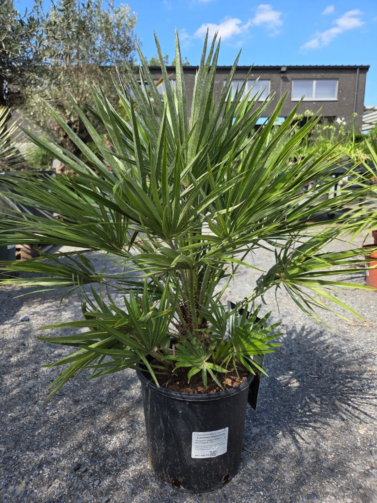 Europese dwergpalm - Chamaerops Humilis, Tuin en Terras, Ophalen
