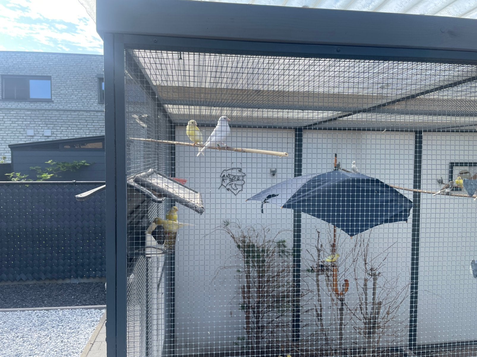 Kanarie, Dieren en Toebehoren, Meerdere dieren, Postuurkanarie