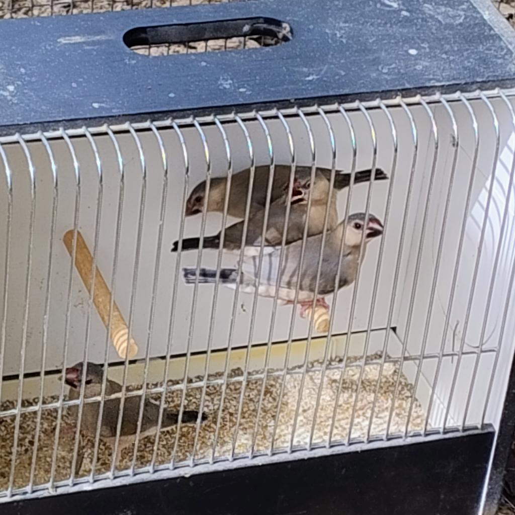 padda of rijstvogels, Ophalen, Vogels