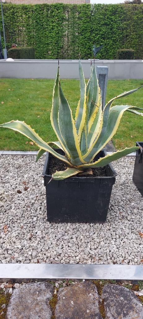 mooie grote agave - 2 stuks beschikbaar, Enlèvement, Plante fixe, Autres espèces