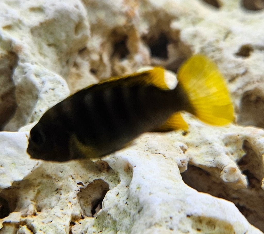 Labidochromis mbamba bay malawi cichliden, Vis, Zoetwatervis