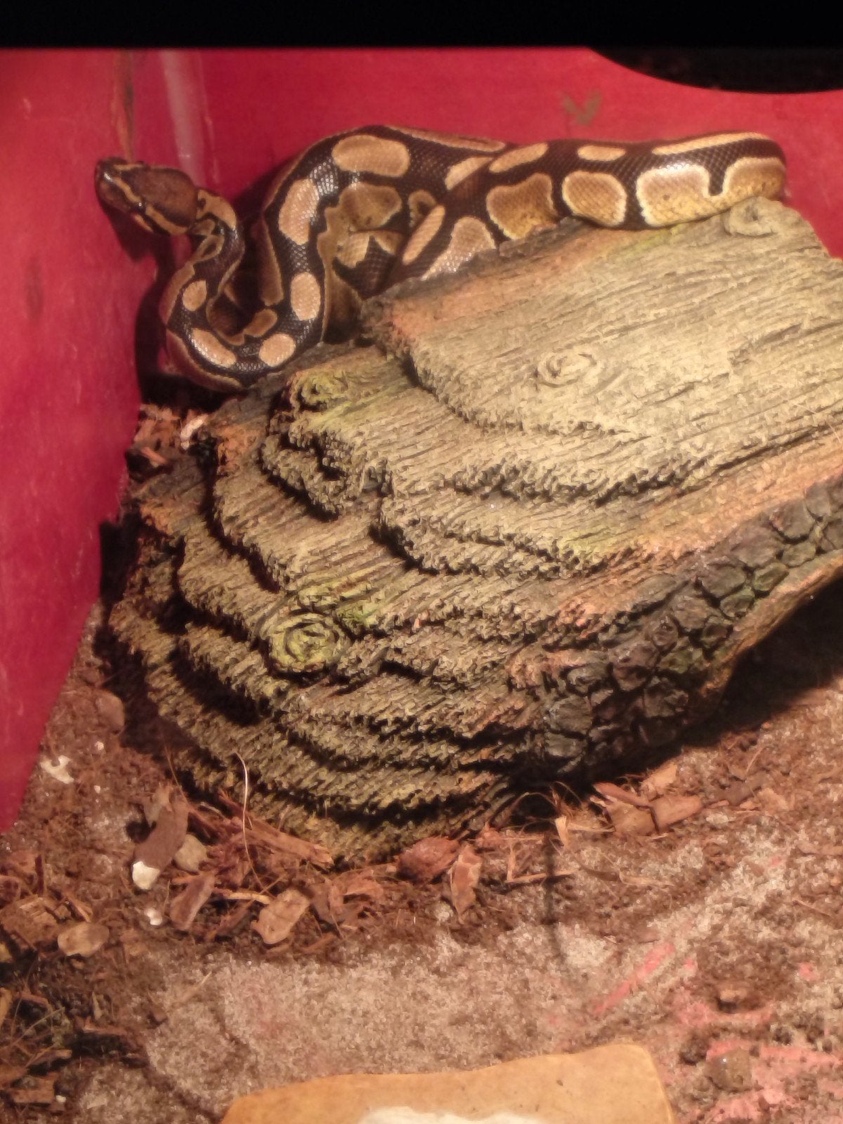 ik heb nog een ball python, Animaux & Accessoires, Reptiles & Amphibiens, Serpent, Domestique, 0 à 2 ans