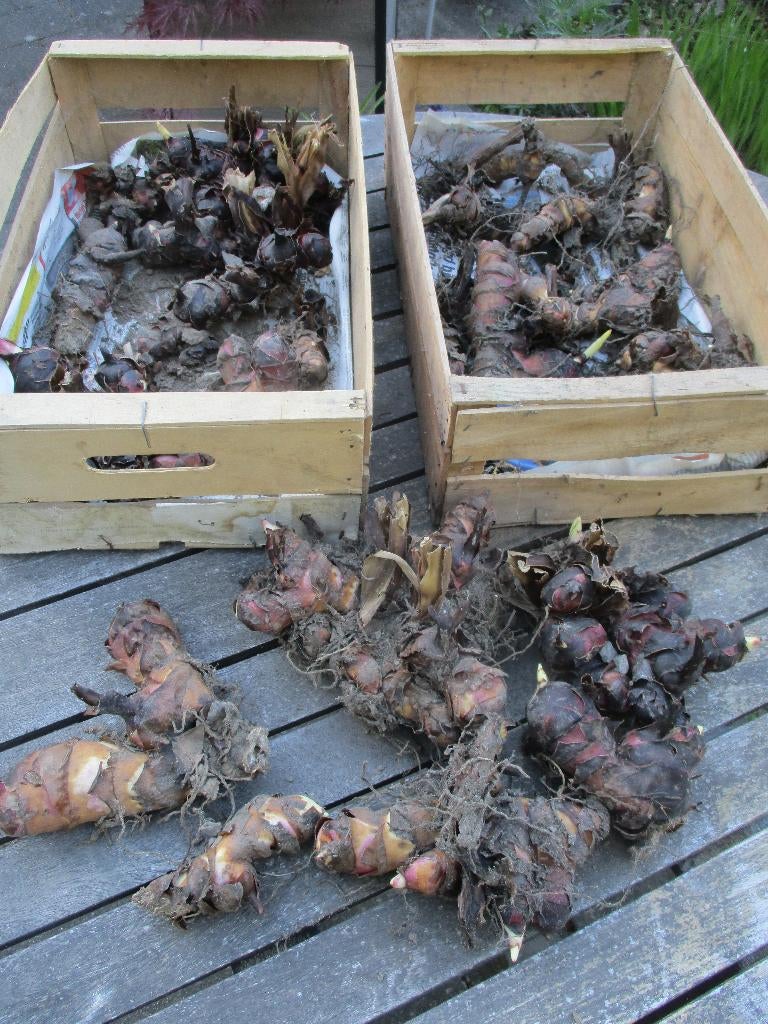 Canna : rood, Tuin en Terras, Ophalen, Vaste plant, Overige soorten