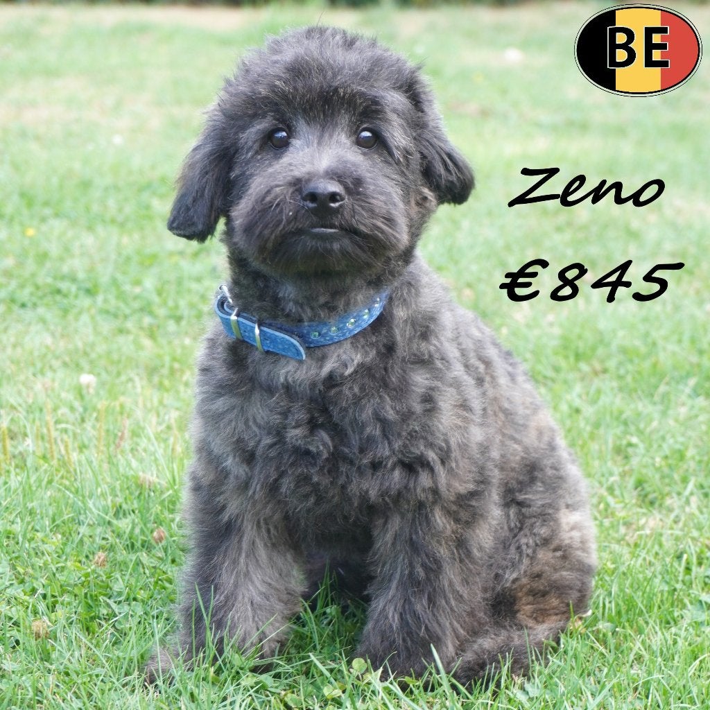 Pomapoo Zeno een bundeltje vrolijkheid, Dieren en Toebehoren, Honden | Chihuahua's en Gezelschapshonden, België, 15 weken tot 1 jaar