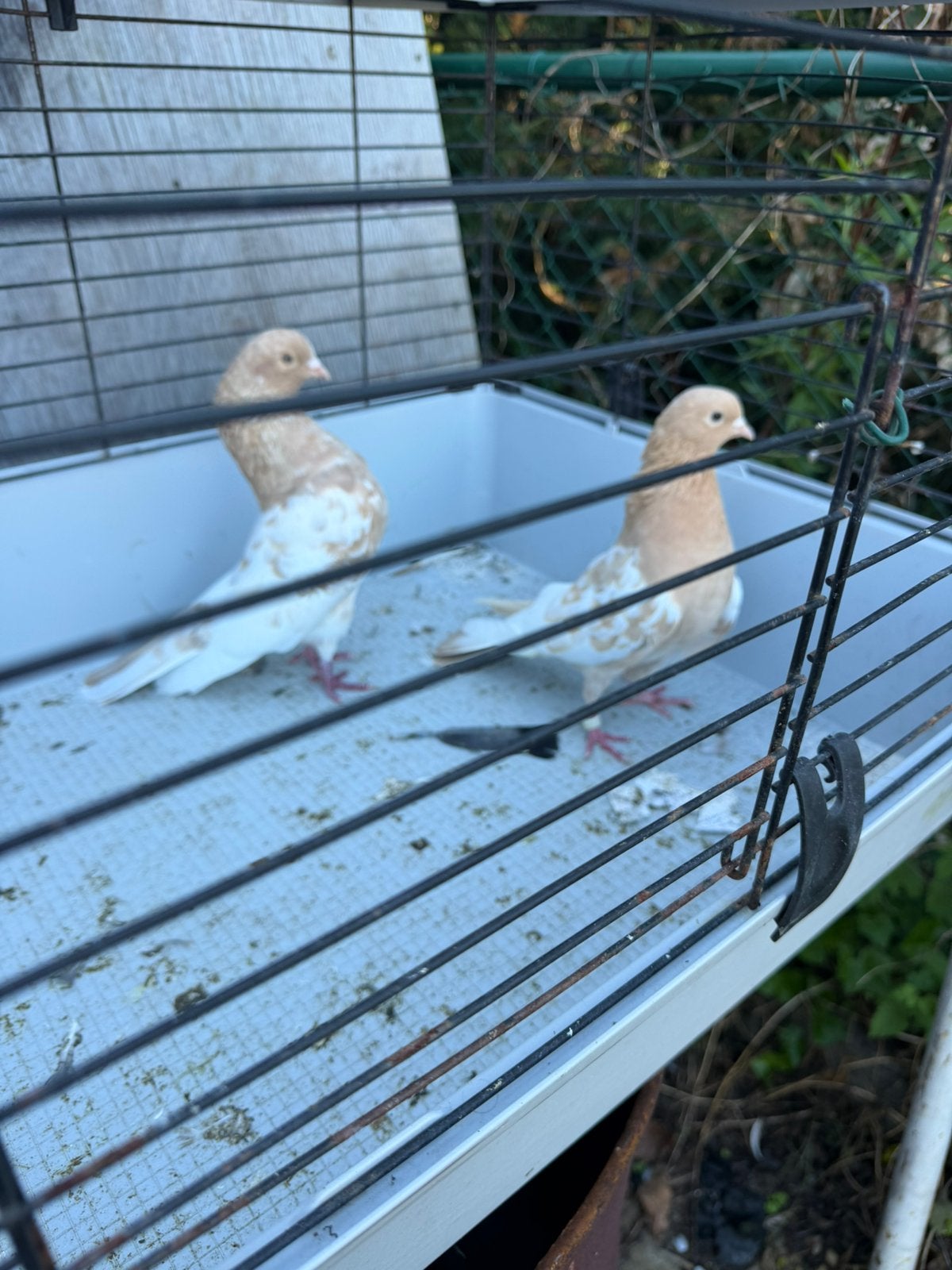 Hoogvligen, Dieren en Toebehoren