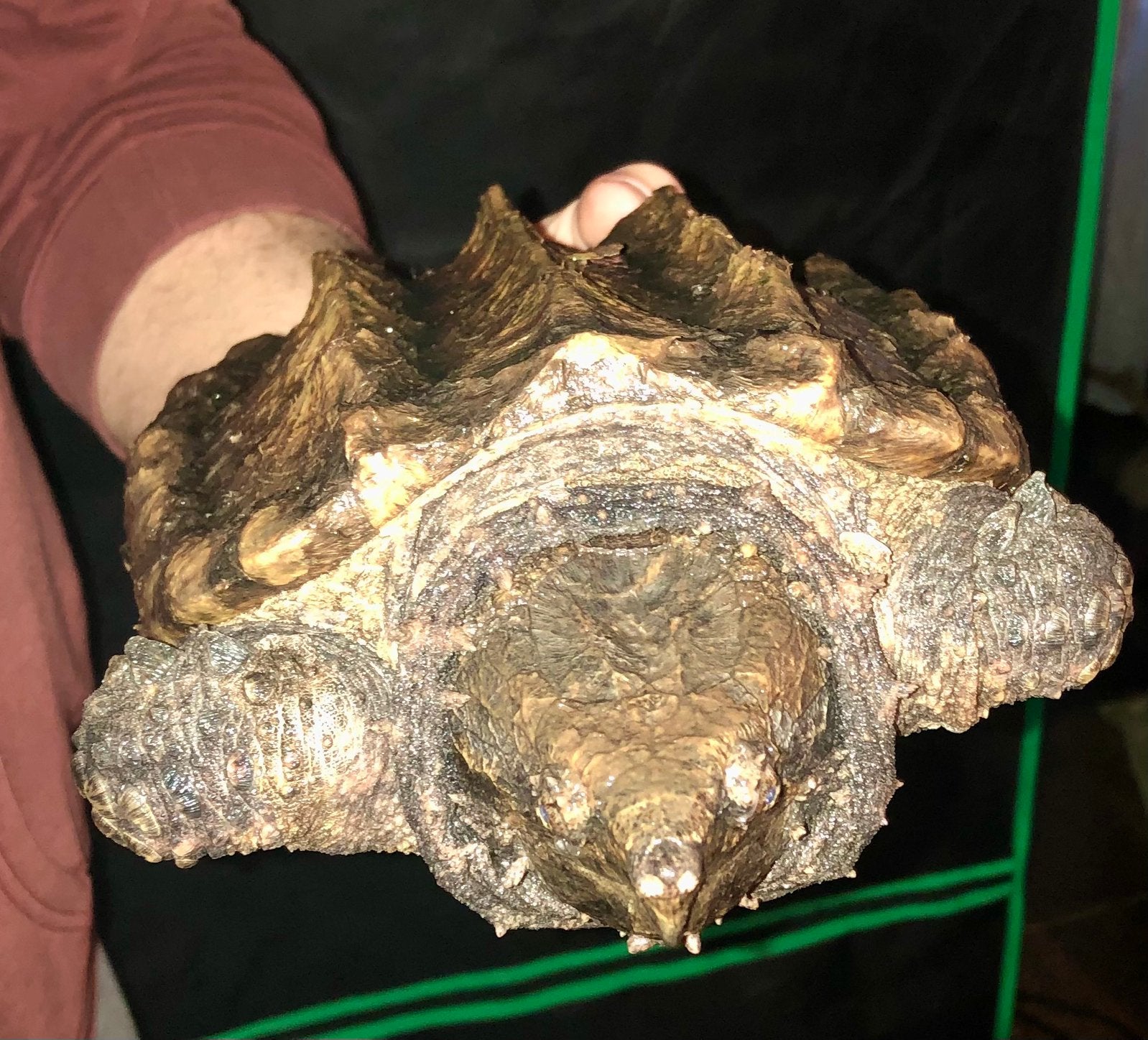 0.0.1 Macrochelys temminckii, Dieren en Toebehoren