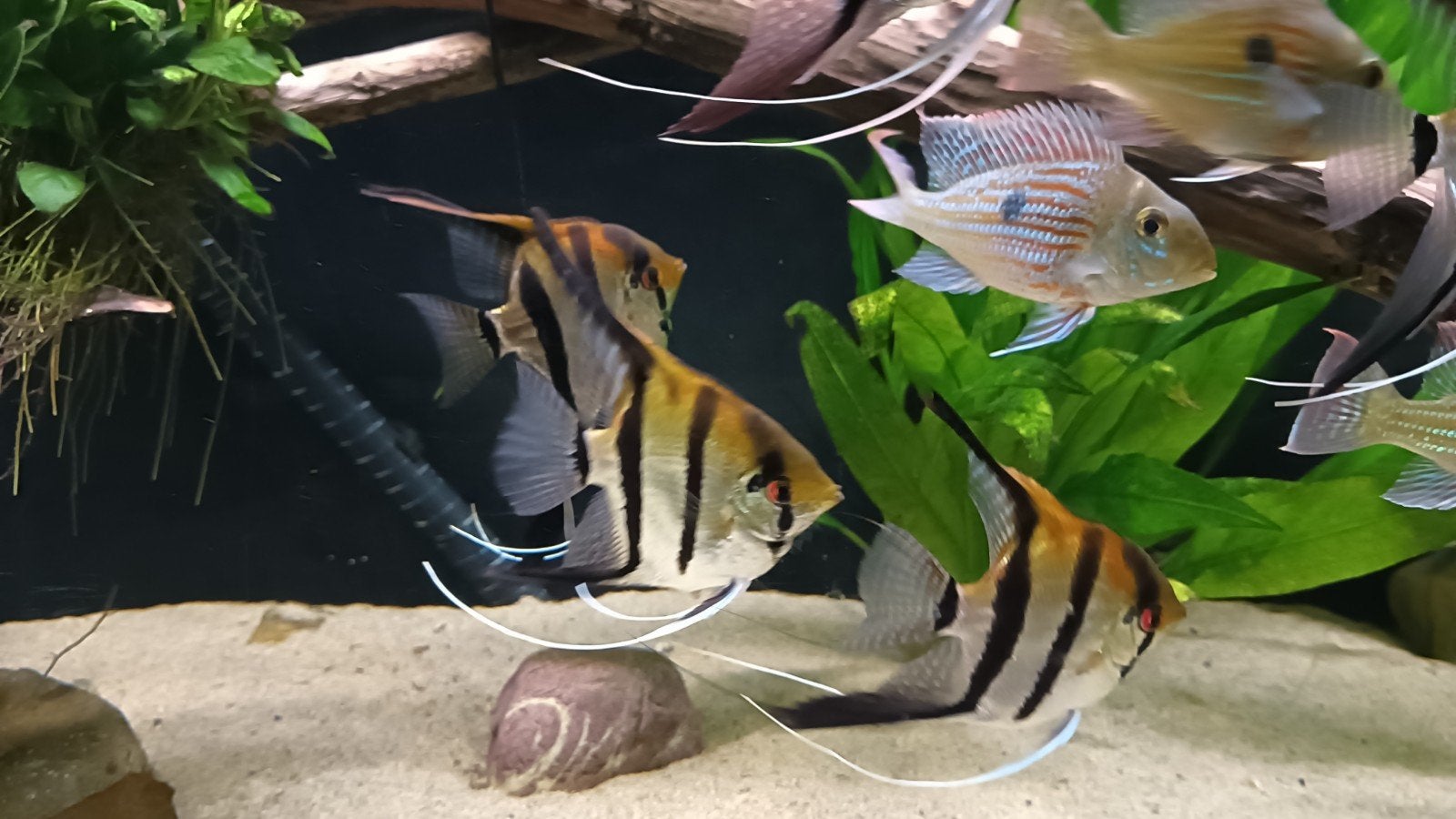 Maanvissen manaqapuru redback ,7 stuks, Dieren en Toebehoren, Vissen | Aquariumvissen, Zoetwatervis, Vis