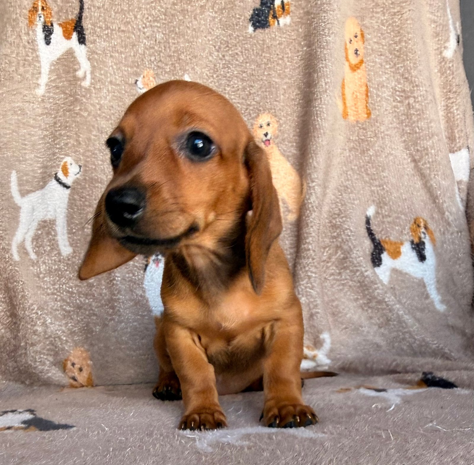 Teckel pups, Poils courts, Plusieurs, Nain, Hépatite contagieuse (maladie de Rubarth)