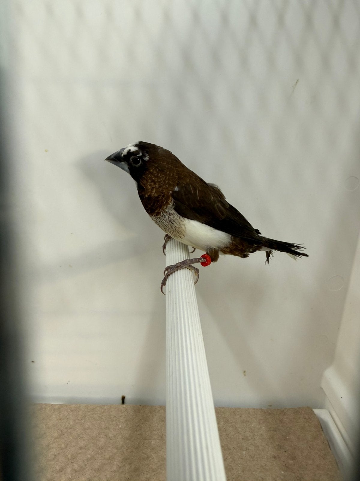 Koppel bonte japanse meeuwtjes, Dieren en Toebehoren, Vogels | Overige Vogels
