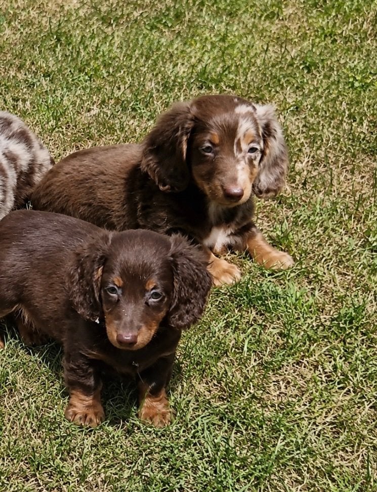 teckel pups,dwerg,langhaar,merle,choco-tan,brindle,reu, Dieren en Toebehoren, België, Reu, 8 tot 15 weken, Dwerg