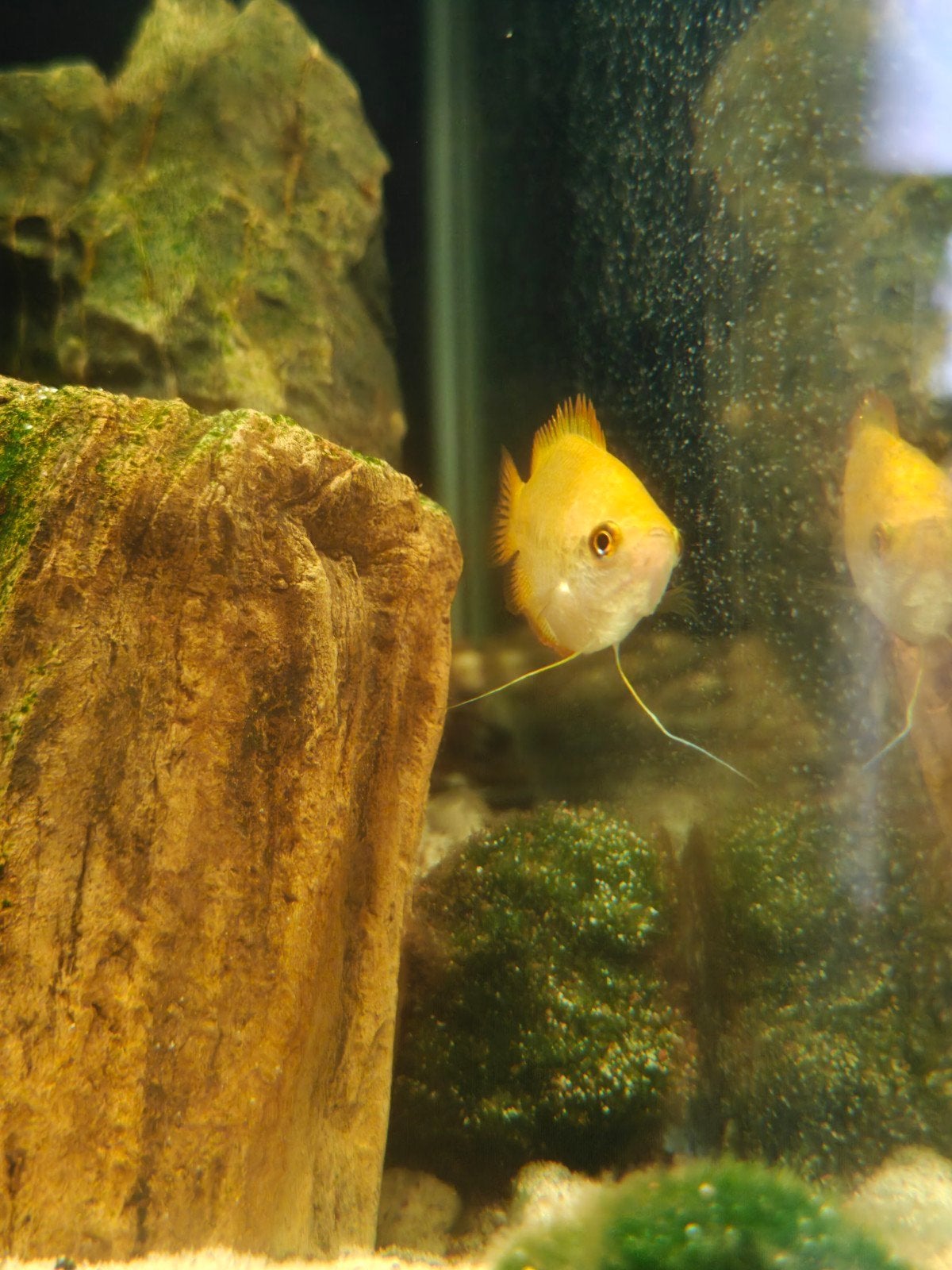 Vissen te koop, Dieren en Toebehoren, Vissen | Aquariumvissen, Vis, Zoetwatervis, Schoolvis