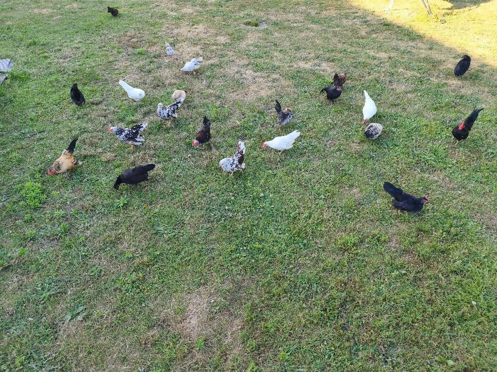 Serama hennen en hanen, Animaux & Accessoires, Volatiles, Poule ou poulet