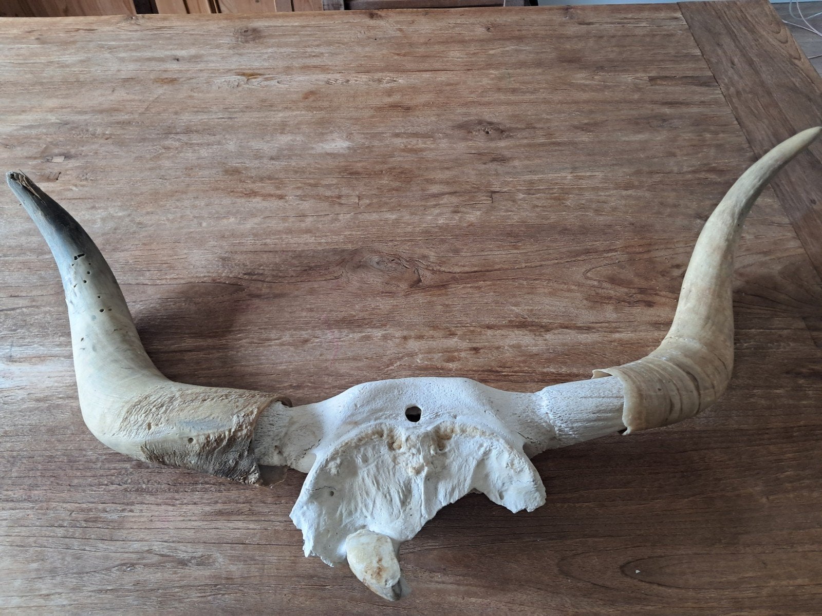 schedel longhorn, Ophalen, Boerderijdier, Schedel