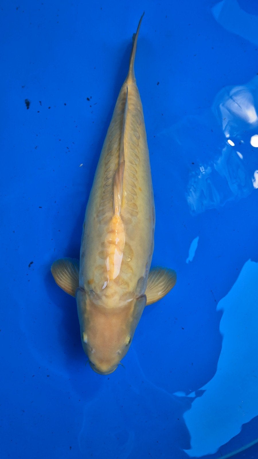 Doitsu karashigoi Konishi 5 jaar, man. 71-74cm certificaat., Dieren en Toebehoren, Karper of Koi