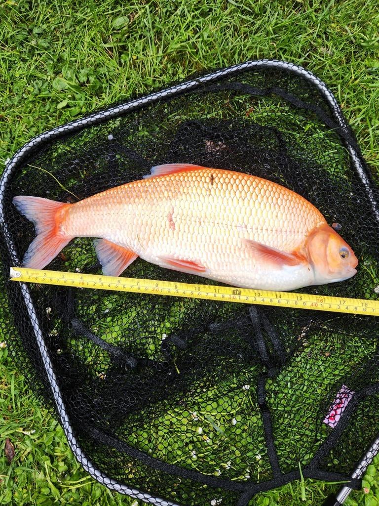 Vissen goudwide de grootste 46cm, Poisson(s) rouge(s)