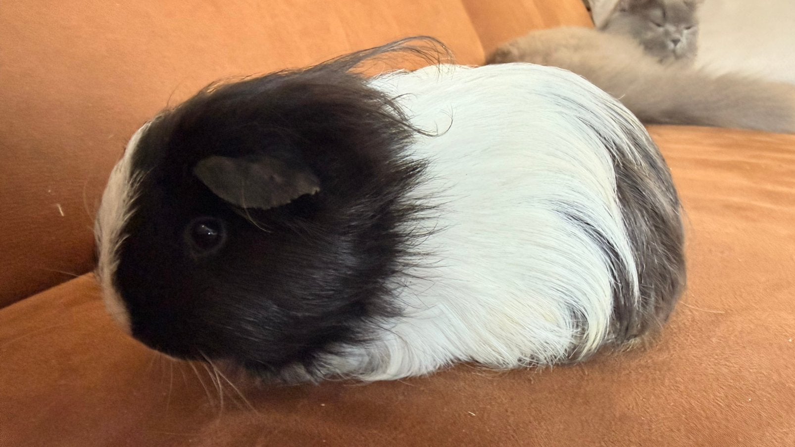 Cavia, zwart-wit vrouwtje Shelty cavia, Dieren en Toebehoren, Cavia, Vrouwelijk, November, Tam