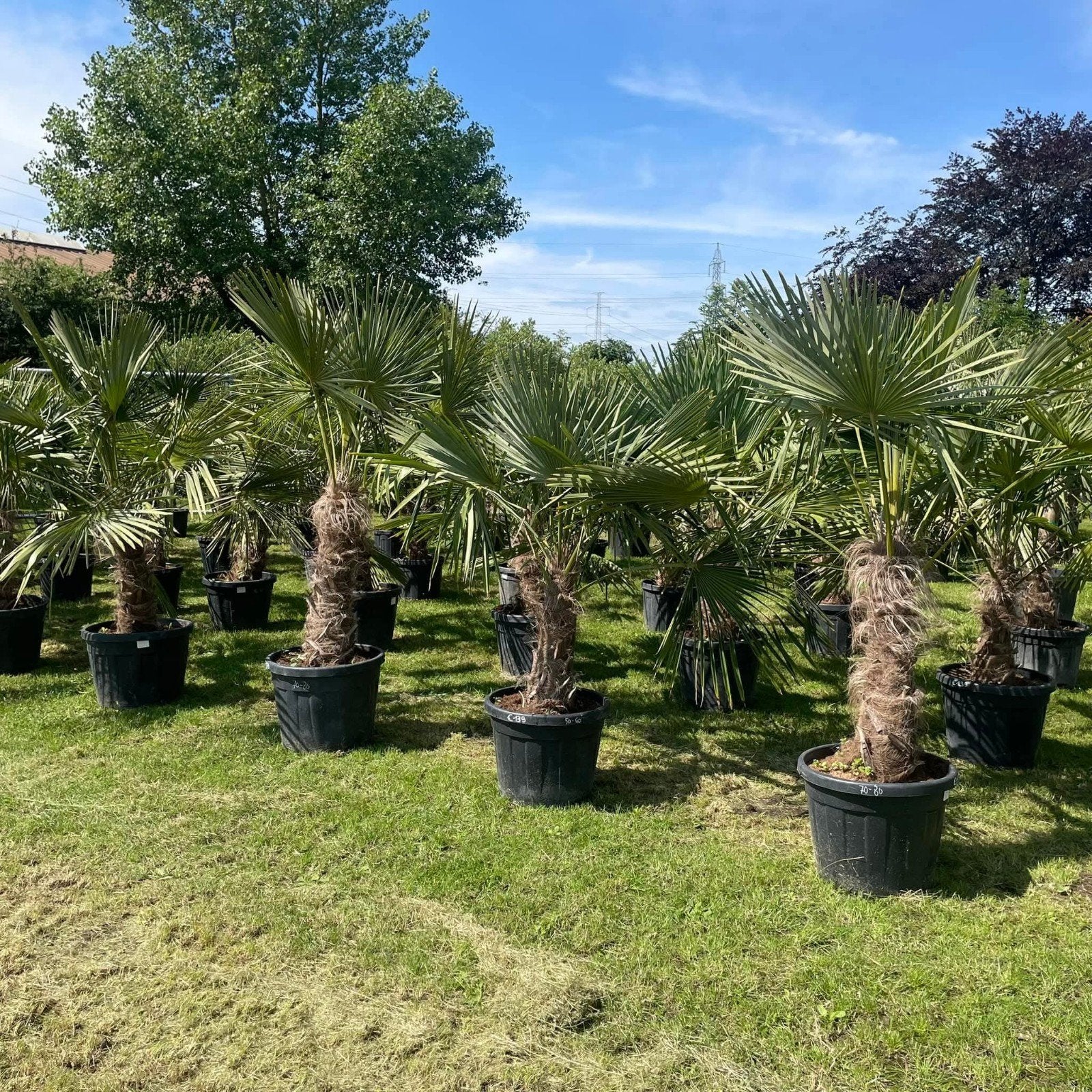 ‼️palmbomen trachycarpus fortunei aan promoprijzen‼️, Tuin en Terras, Ophalen