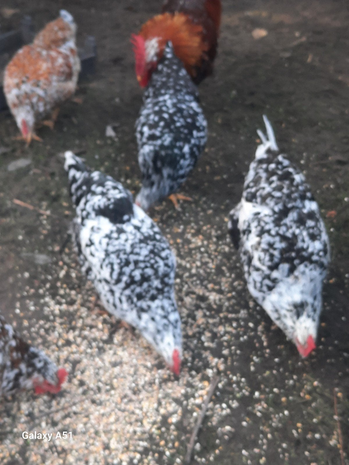 beaux poulets, Animaux & Accessoires