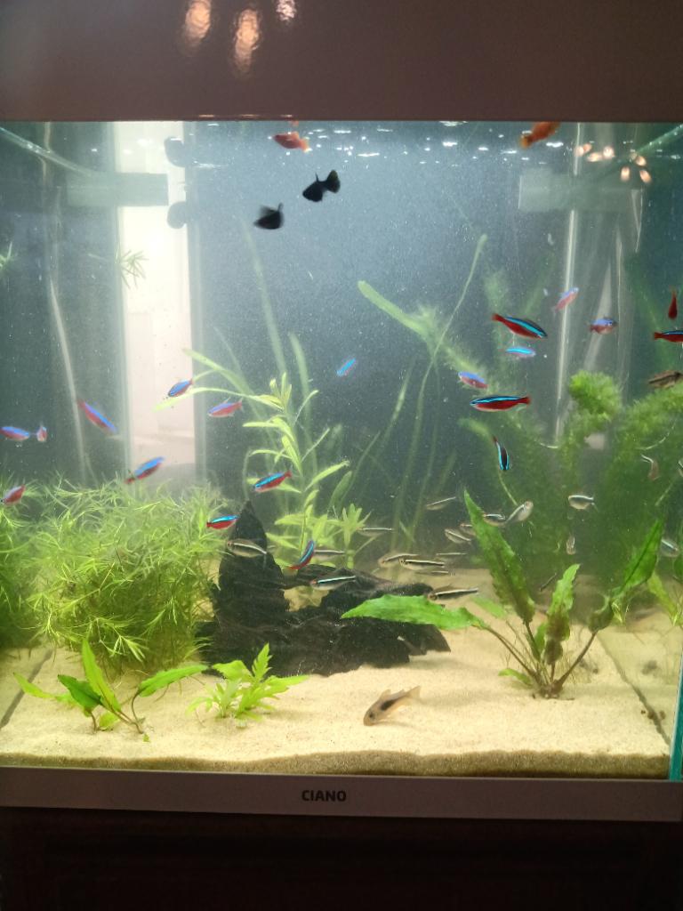 Ciano aquarium, Enlèvement, Chauffage, Neuf, Aquarium d'eau douce rempli