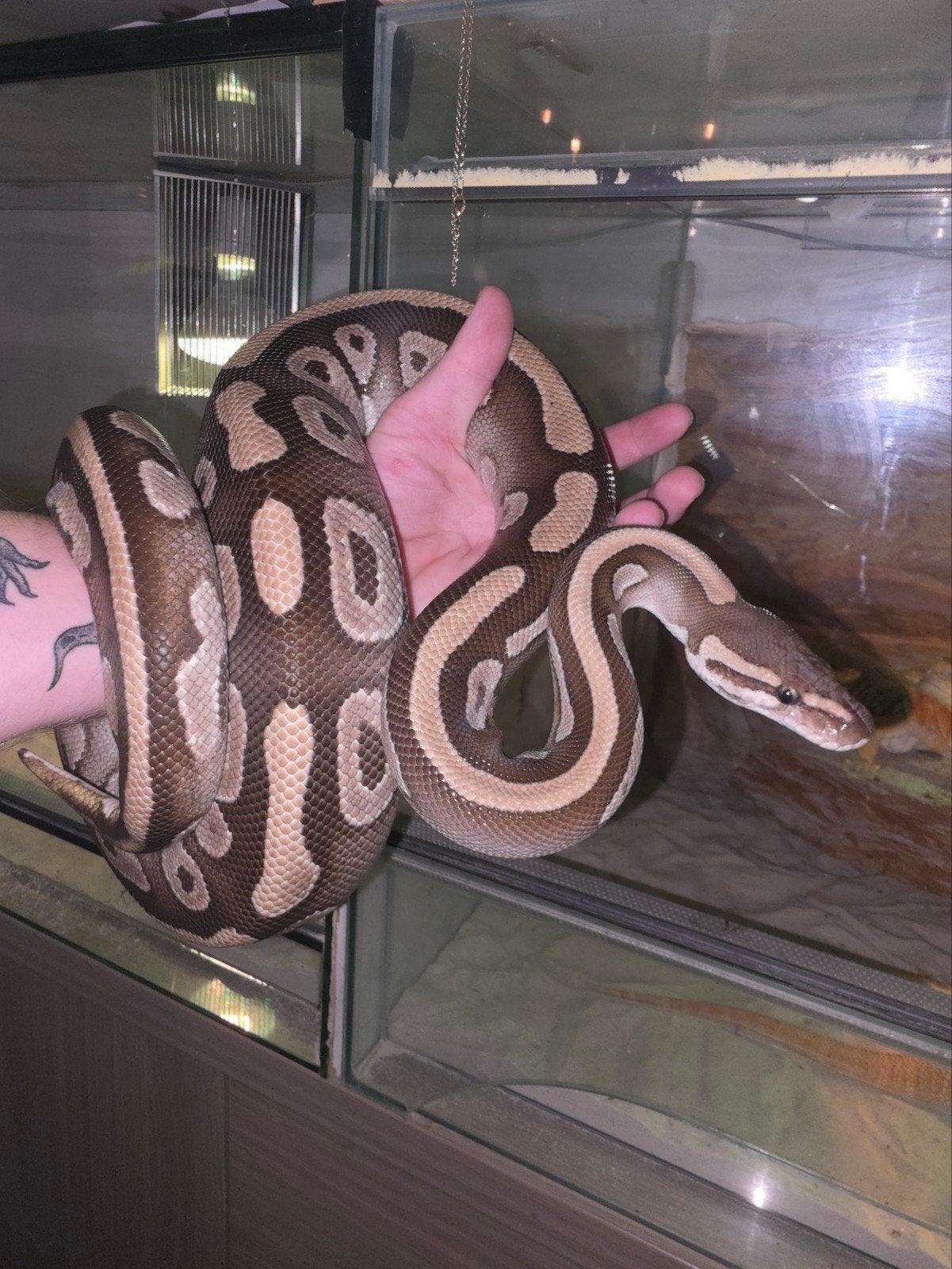 verschillende prachtige koningspythons! Ball Python photo 6
