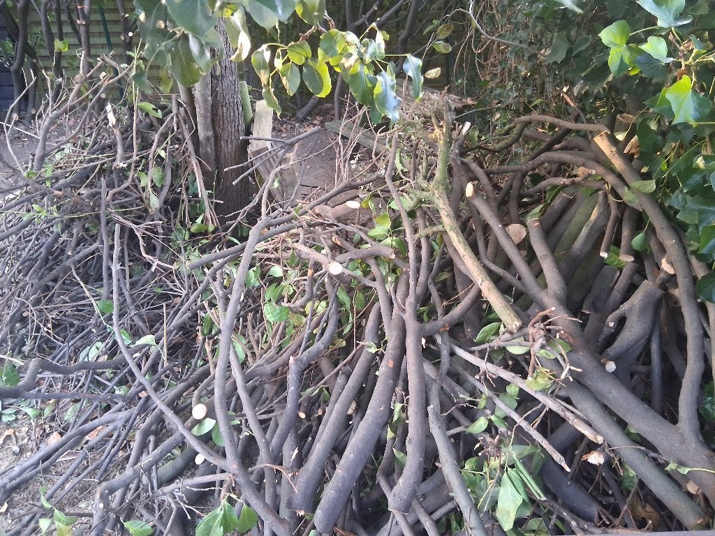 Laurier hout, Enlèvement, Autres essences de bois, Branches