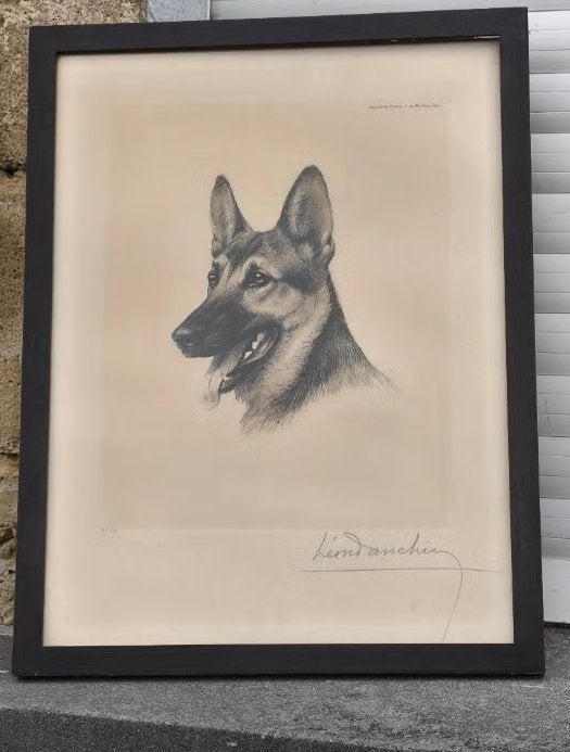 Gravure berger allemand signe Léon danchin, Antiek en Kunst, Kunst | Etsen en Gravures, Ophalen of Verzenden, Gravure