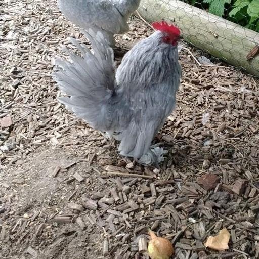 Gratis ukkelse baardkriel haantje, Dieren en Toebehoren, Pluimvee
