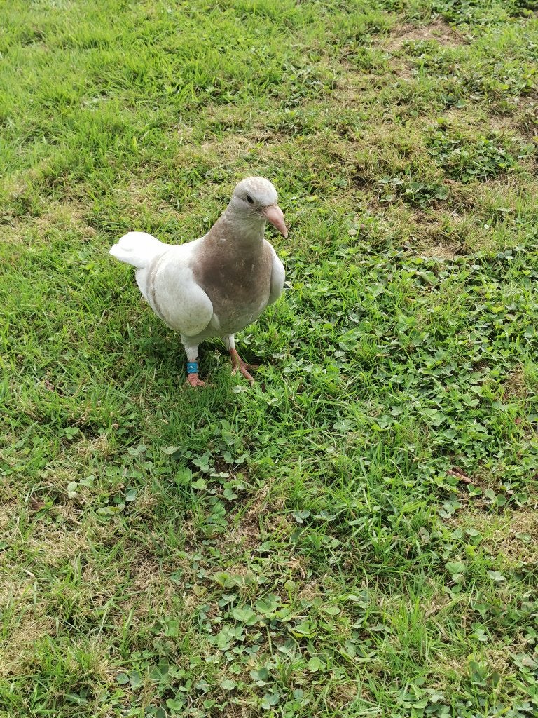 Pigeons prêts à manger, Mâle, Pigeon voyageur