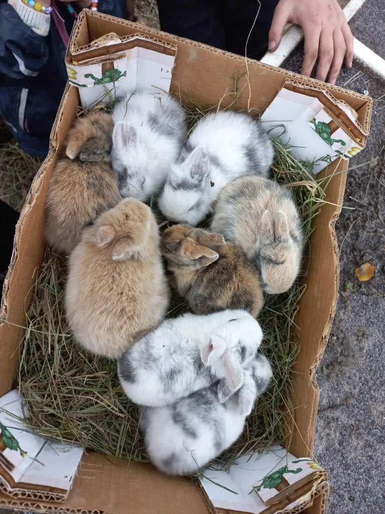 Schattige konijntjes, Meerdere dieren, Dwerg, 0 tot 2 jaar