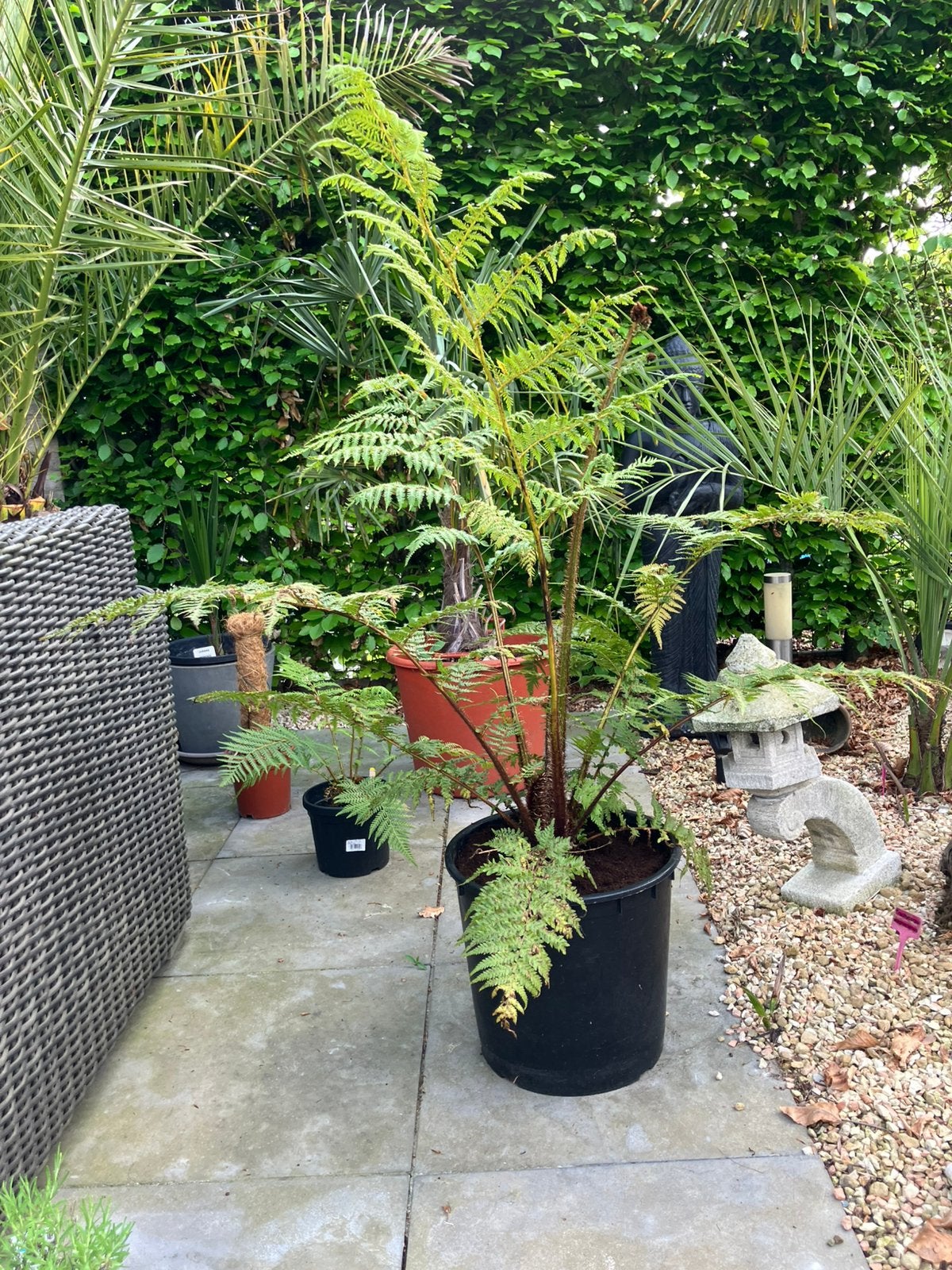 Boomvaren Cyathea cooperi, Tuin en Terras, Ophalen