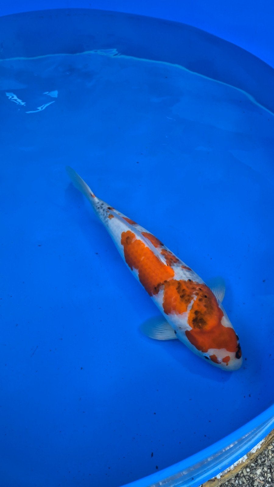 showa Dainichi, sansai, female, certificaat 61cmshowa van Da, Carpe ou Koï
